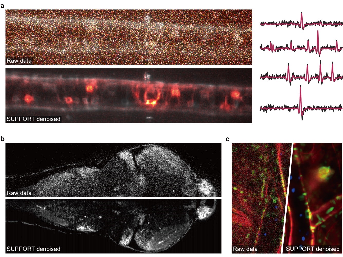 Denoising various images using SUPPORT. (a) Voltage imaging of a zebrafish spinal cord expressing zArchon1. Top-left: Raw data. Bottom-left: SUPPORT-denoised data. Right: Extracted traces from raw (black) and SUPPORT-denoised (red) data. (b) Calcium imaging of a zebrafish whole brain expressing GCaMP7a. (c) Intravital imaging of mouse ear skin.