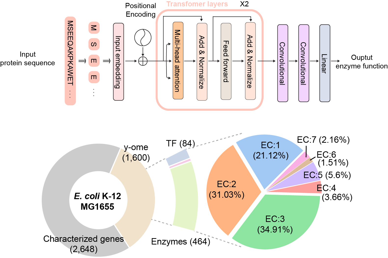 Figure 1. The neural network architecture of DeepECtransformer and the predicted EC number distribution of Escherichia coli y-ome proteins.