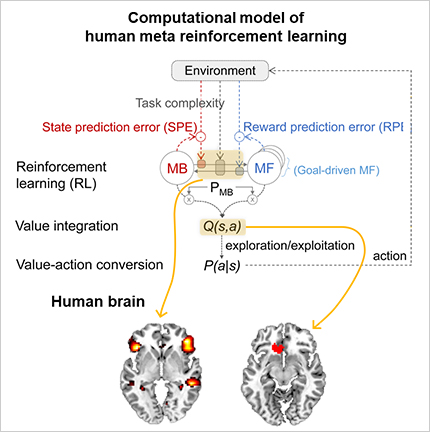 Reinforcement Learning Algorithms Tell Us About How The Human Brain ...