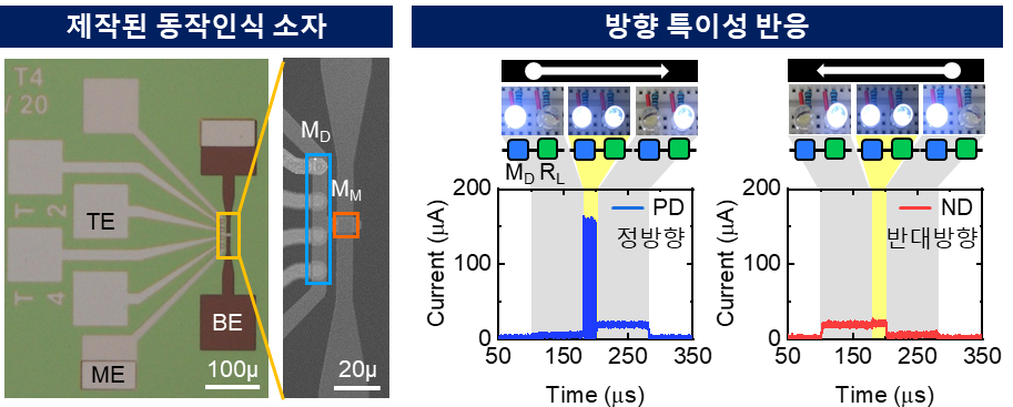 그림 5. 신호 전달 방향에 따른 방향 특이성 반응