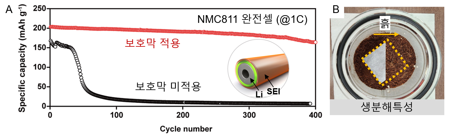 그림 2. (A) 리튬 금속 보호막을 적용한 Li-NMC 전지의 성능. (B) 리튬 금속 보호막의 우수한 생분해특성