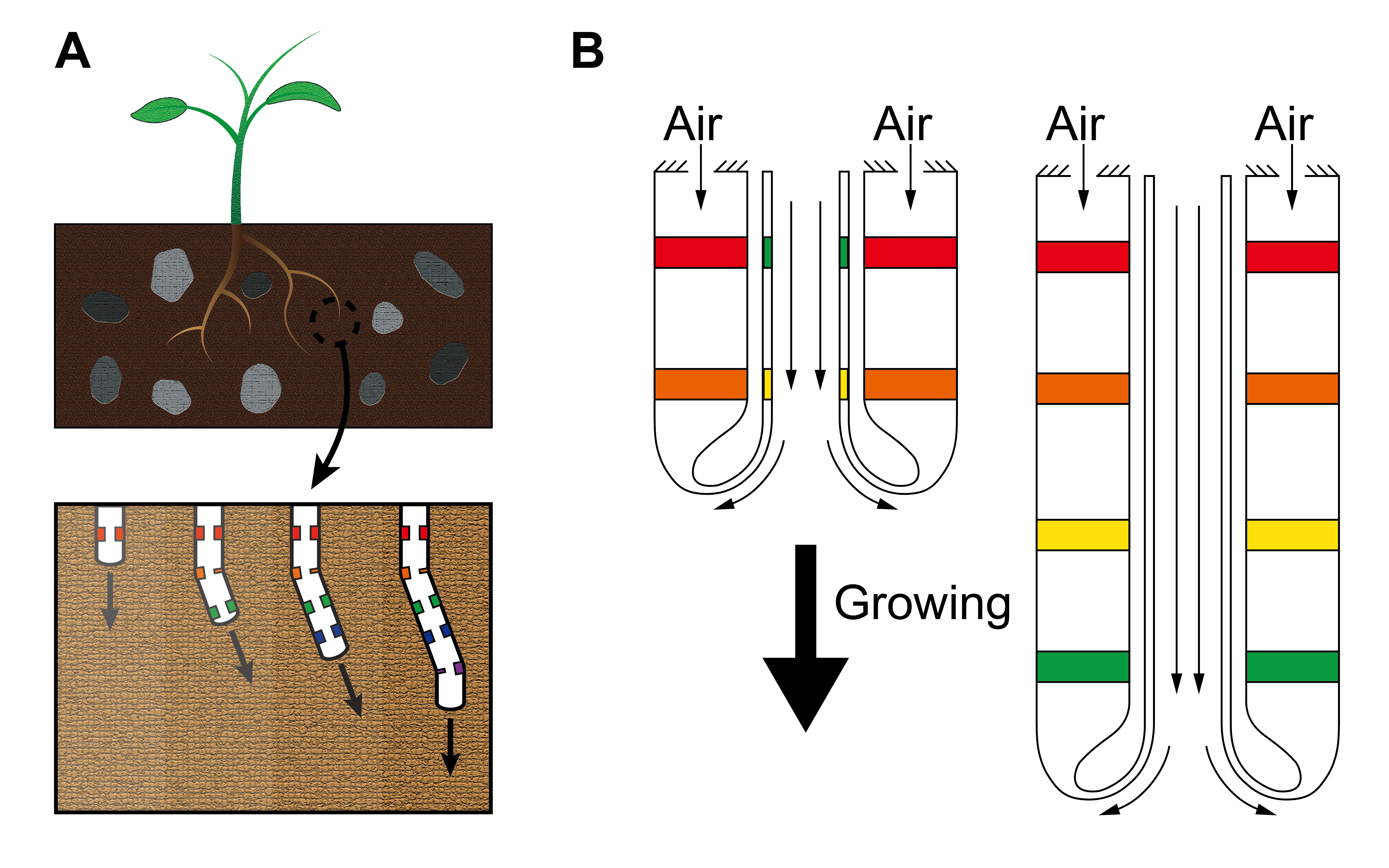 그림 1. A 식물 뿌리의 독특한 성장 메커니즘. B 생체 모방 유연 성장 로봇 (The figures are adopted from Han et al. (2023))
