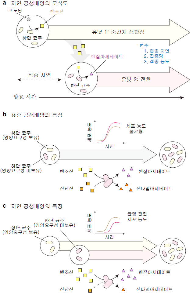 <벤질아세테이트 생합성 효소의 기질 비특이성으로 인한 부산물 생성을 억제하기 위한 지연 공생배양 전략> (출처: Choi, K.R., Luo, Z.W., Kim, G.B. et al. A microbial process for the production of benzyl acetate. Nat Chem Eng 1, 216–228 (2024). https://doi.org/10.1038/s44286-023-00022-0)