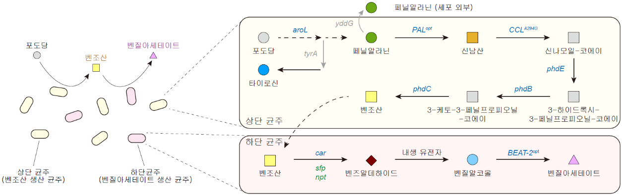 <포도당으로부터 벤질아세테이트를 생합성하기 위한 미생물 균주 개발 및 공생배양 전략> (출처: Choi, K.R., Luo, Z.W., Kim, G.B. et al. A microbial process for the production of benzyl acetate. Nat Chem Eng 1, 216–228 (2024). https://doi.org/10.1038/s44286-023-00022-0)