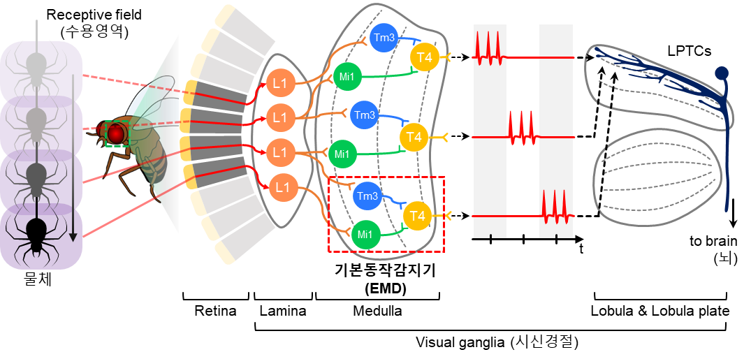 그림 4. 곤충의 생물학적 시신경계에서 기인한 기본 동작 인식 과정
