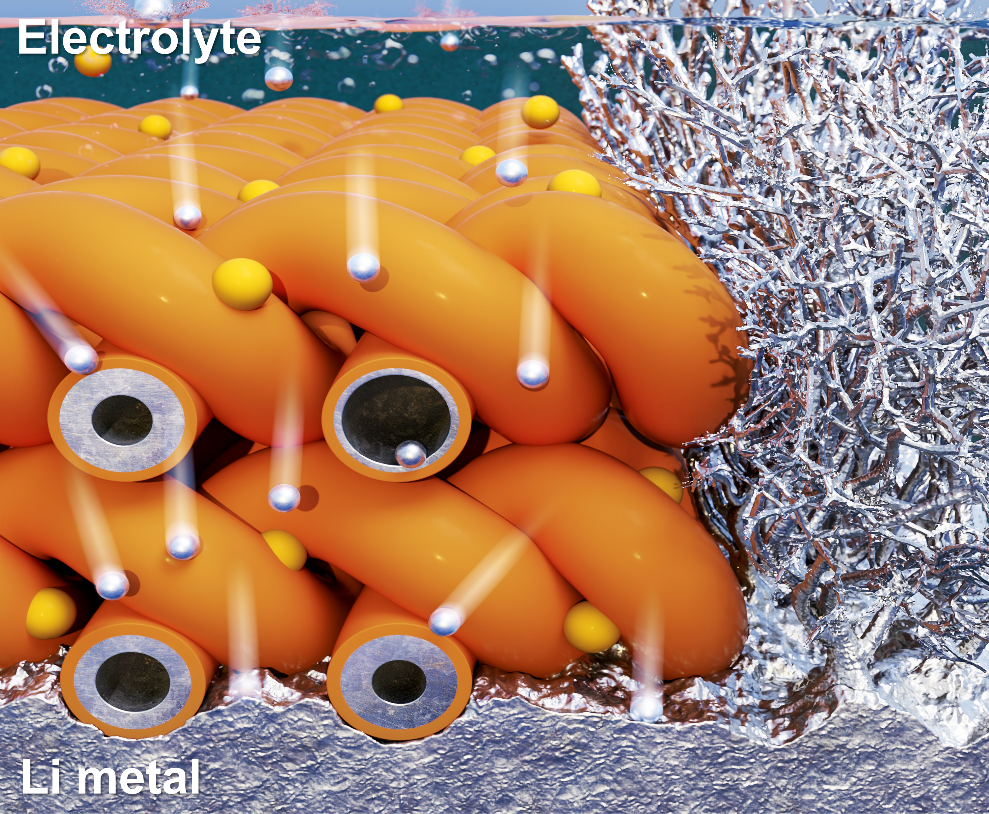 Lithium metal protective layers with a hollow nanofiber structure, synthesized via aqueous electrospinning, enhance the chemical and mechanical stability of lithium metal anodes.