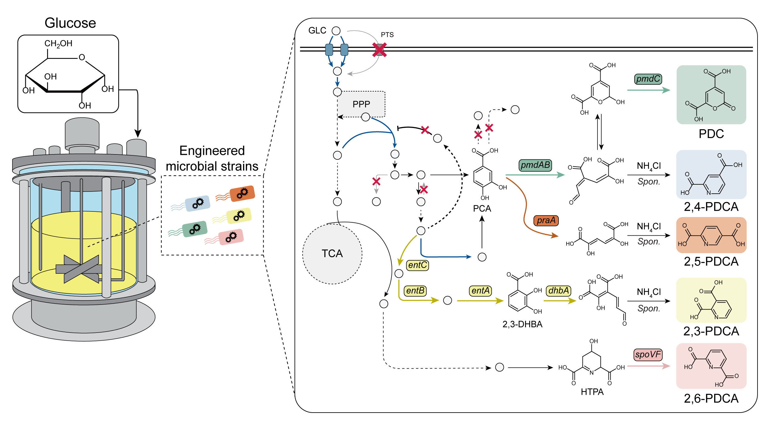 Metabolic pathways and development strategies for the alternative polyester monomer production in microorganisms