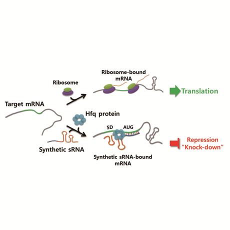 Novel creation of synthetic small regulatory RNAs enables the creation ...