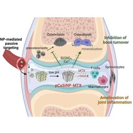 Porous silicon-based nanomedicine reversing rheumatoid arthritis ...